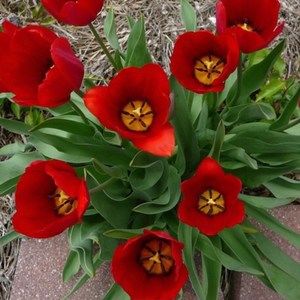 Meet your Posher, Debbie